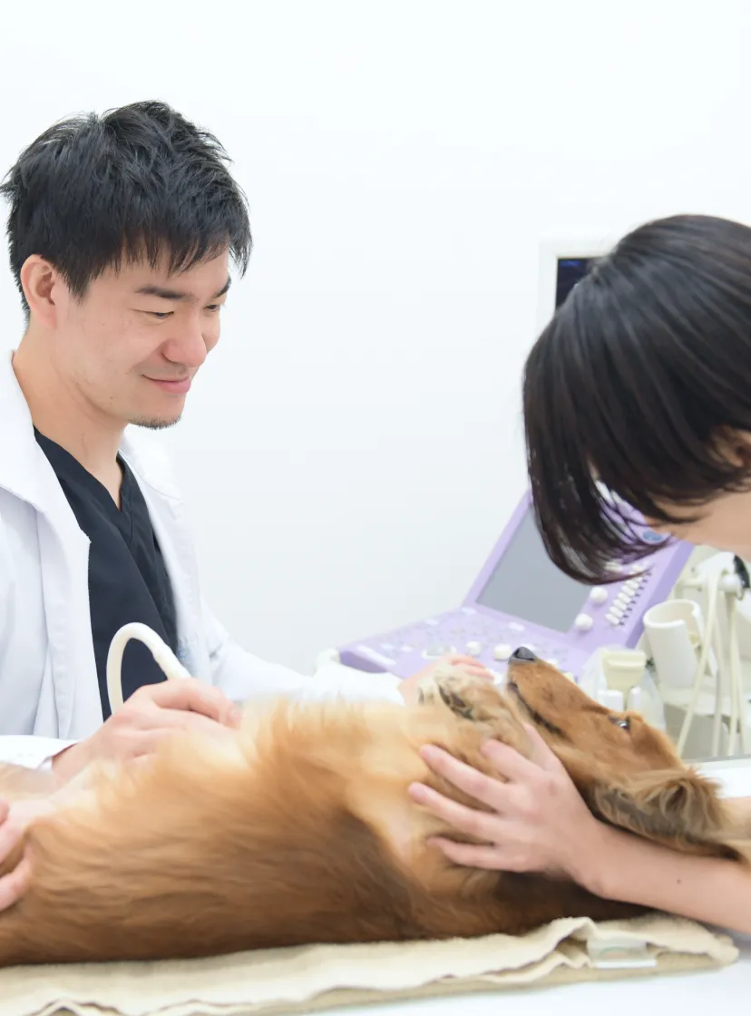 ALL動物病院