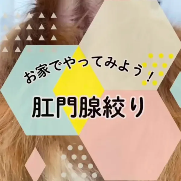 ALL動物病院グループ インスタグラム