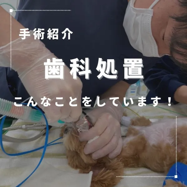 ALL動物病院グループ インスタグラム