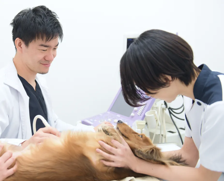 ALL動物病院