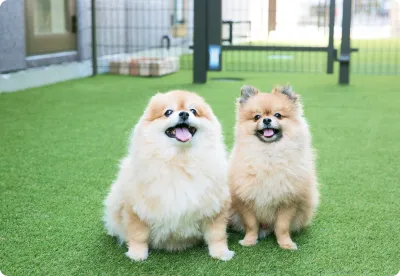 ALL動物病院