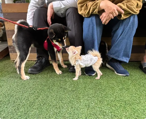ALL動物病院