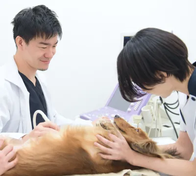 ALL動物病院