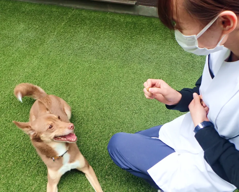 ALL動物病院