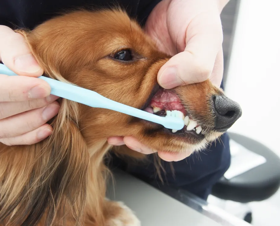 ALL動物病院