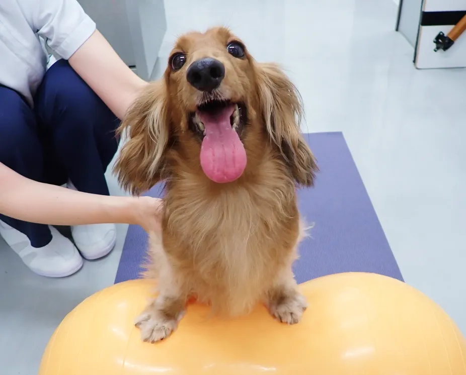 ALL動物病院