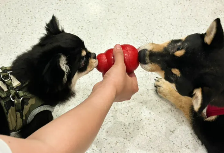 ALL動物病院