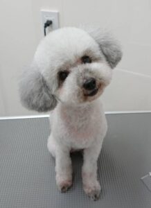 トリミングを受けた犬03