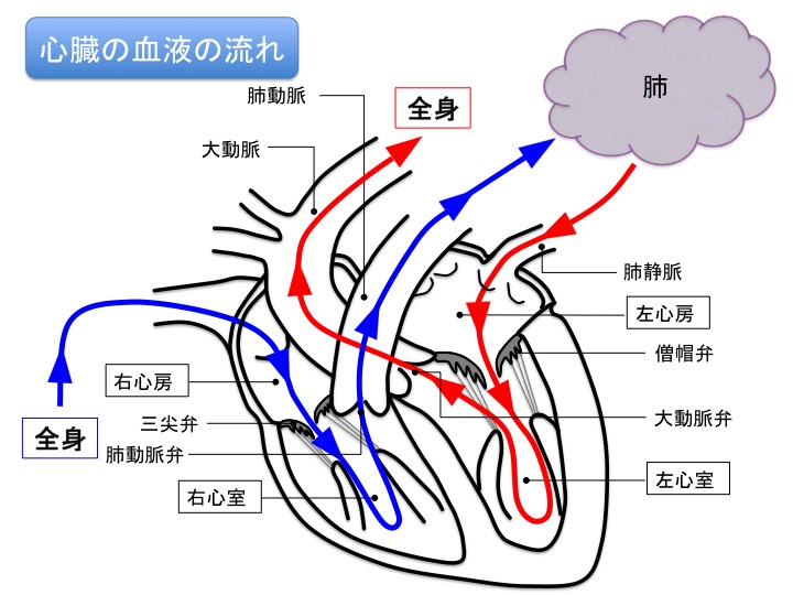 Images Of 右心室 Japaneseclass Jp