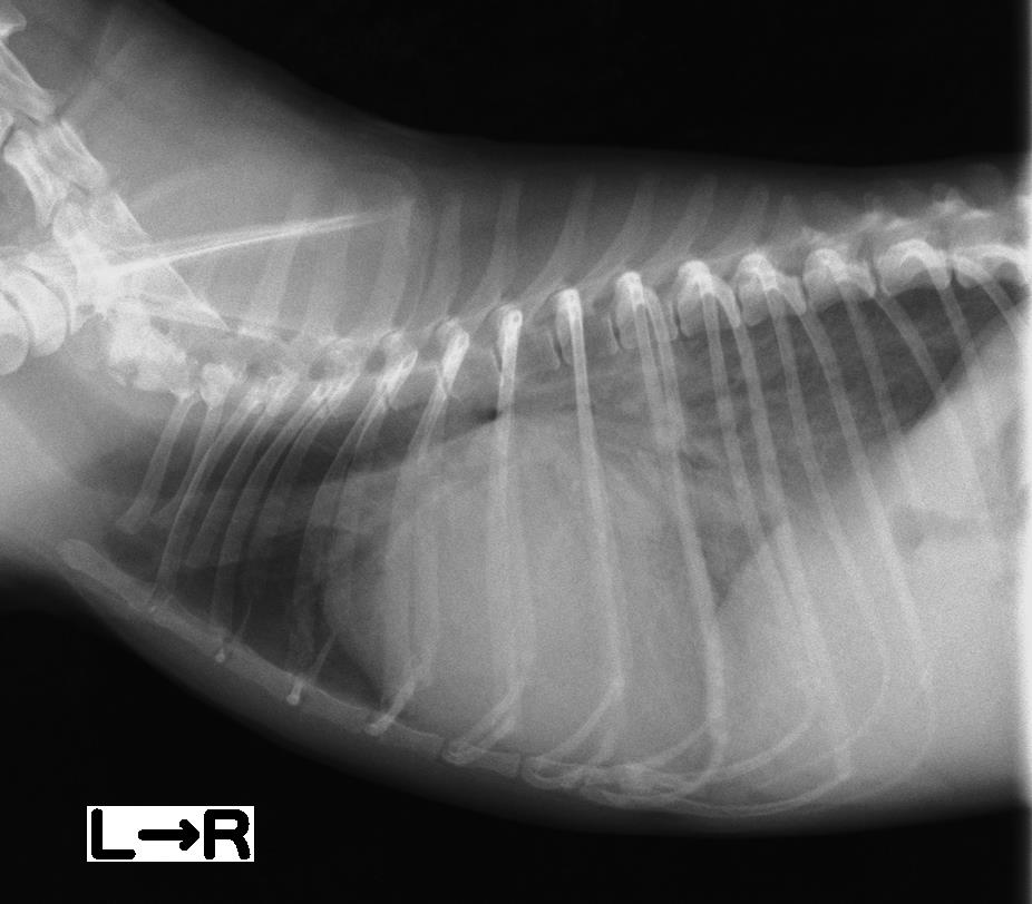 心臓病の症状 肺水腫 市川市 浦安市の動物病院 All動物病院行徳 皮膚科 眼科