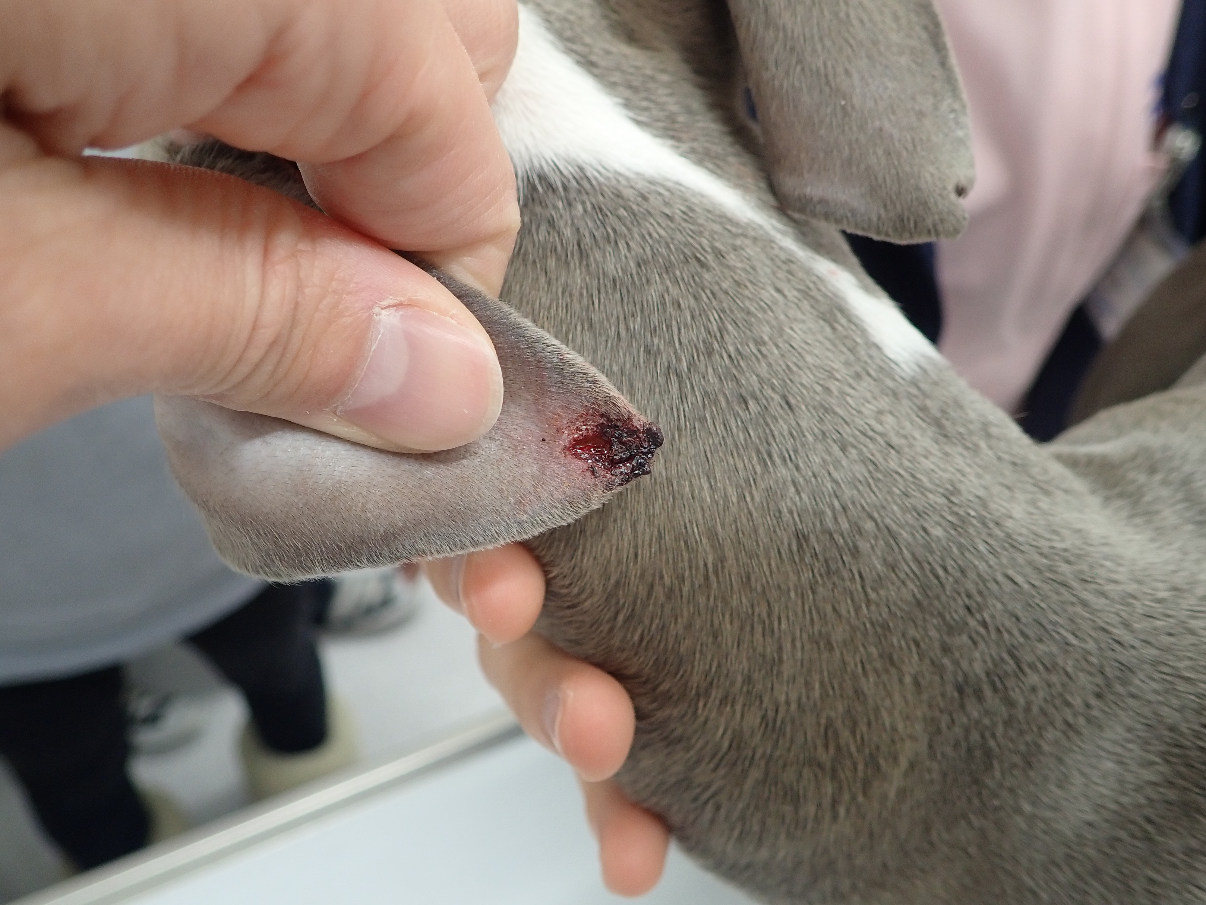 皮膚潰瘍の治療