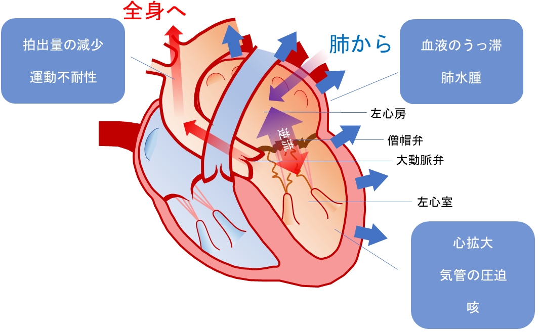 症 弁 僧 不全 帽 犬 閉鎖