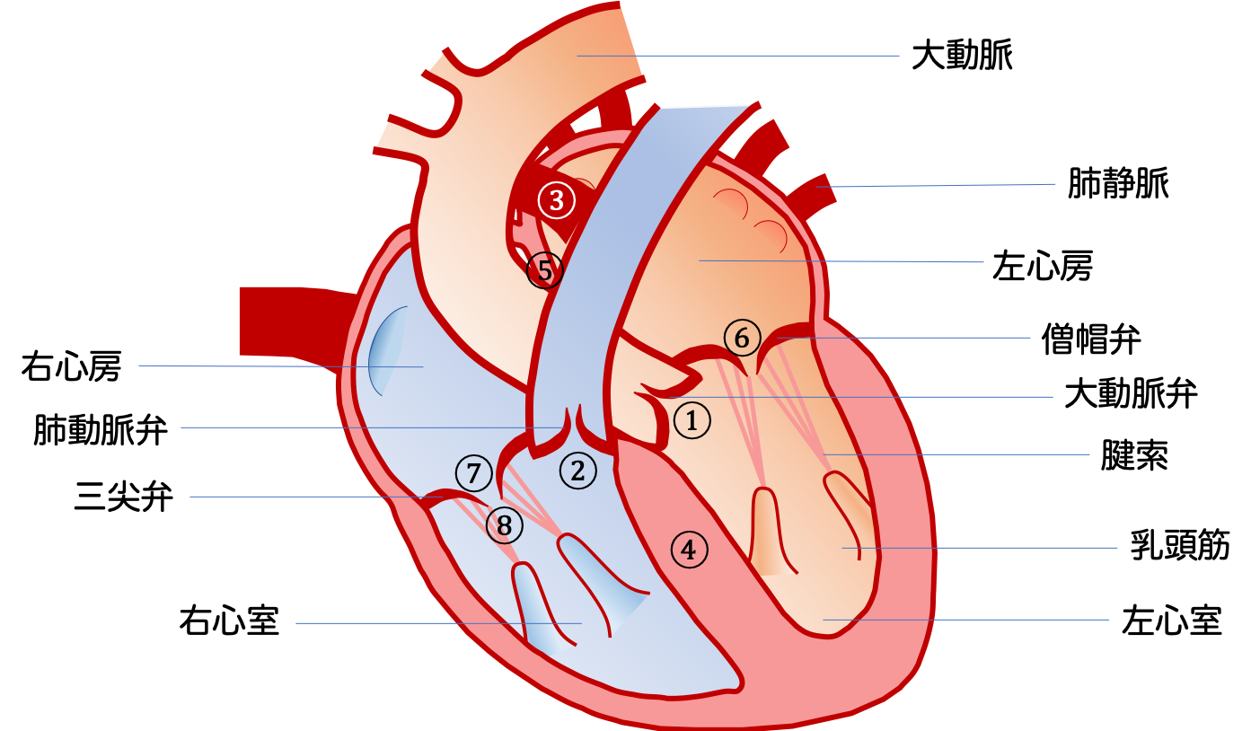 大動脈の右転位