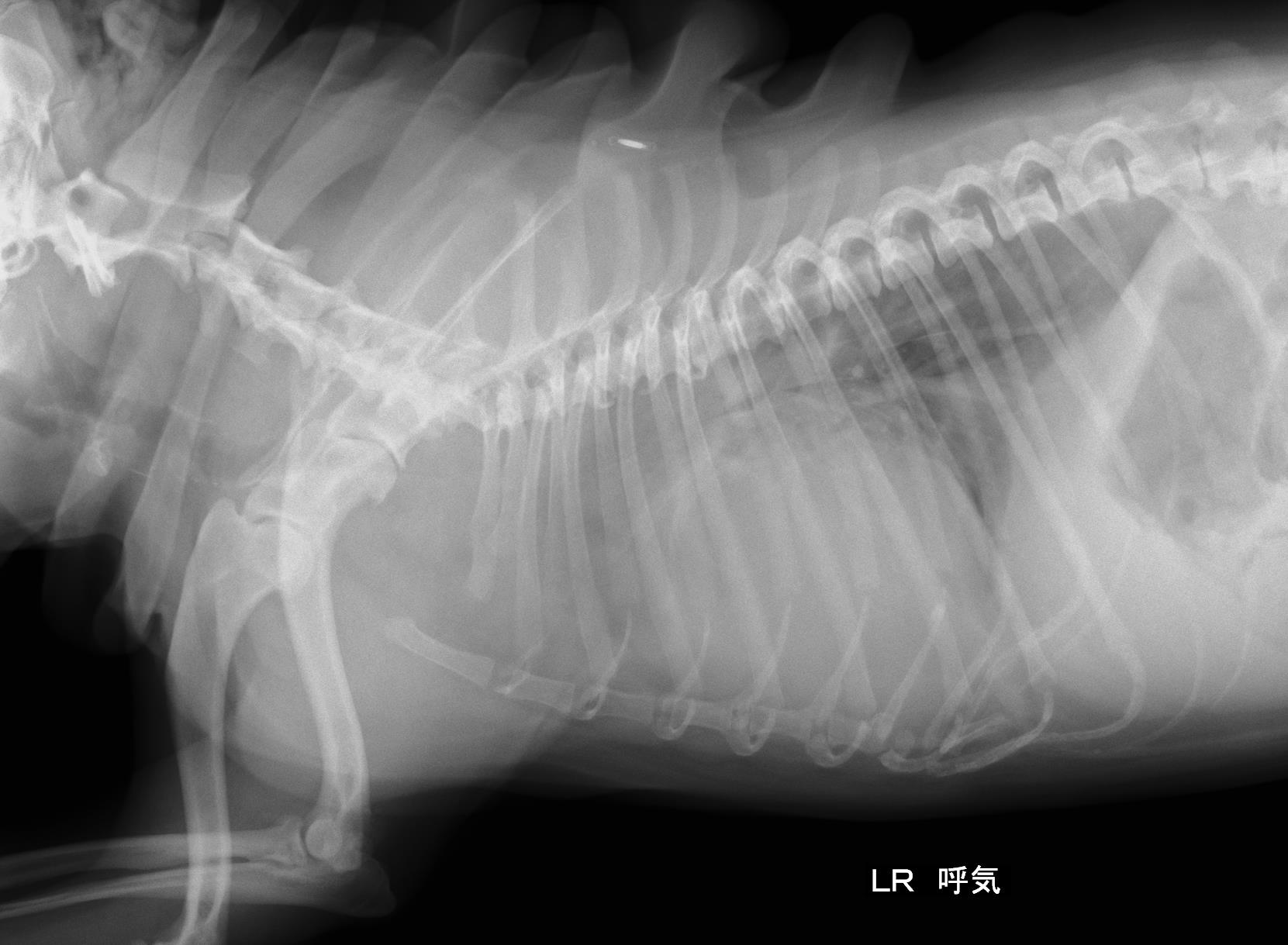 心臓腫瘍 心タンポナーデ 市川市 浦安市の動物病院 All動物病院行徳 皮膚科 眼科