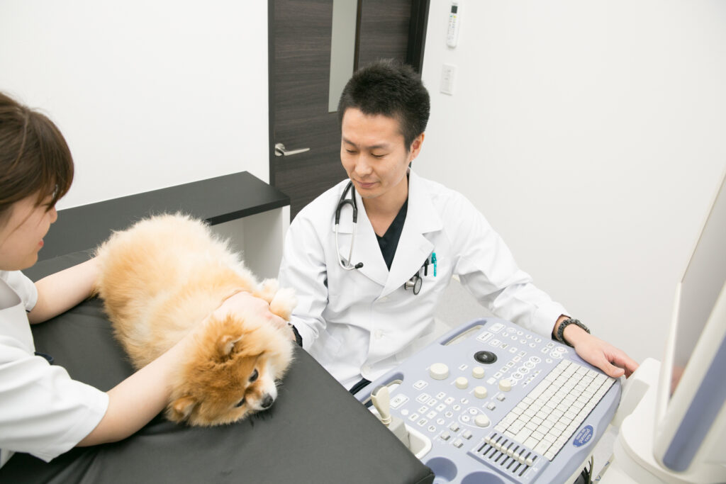 小動物の心臓病学―基礎と臨床― Amazon.co.jp: 小動物の心臓病学: 基礎と臨床 : マーク・D