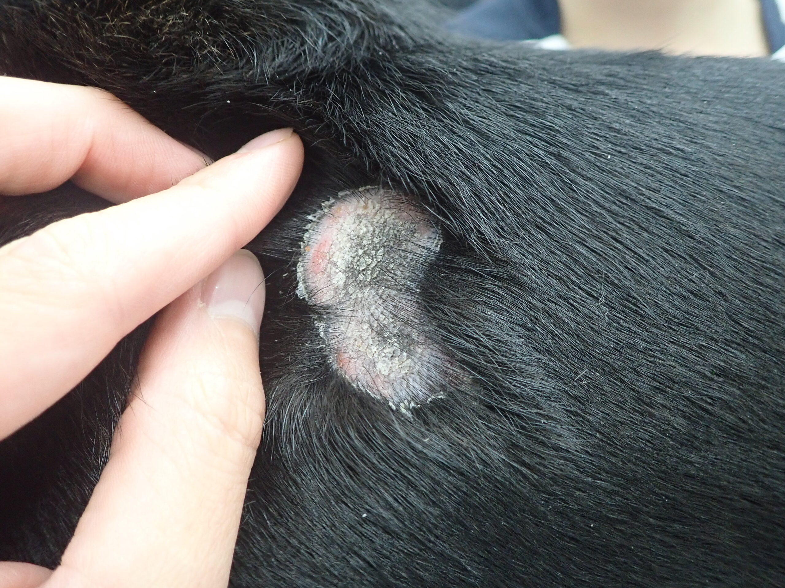 膿皮症 市川市 浦安市の動物病院 All動物病院行徳 皮膚科 眼科 膿皮症 市川市 浦安市の動物病院 All動物病院行徳 皮膚科 眼科