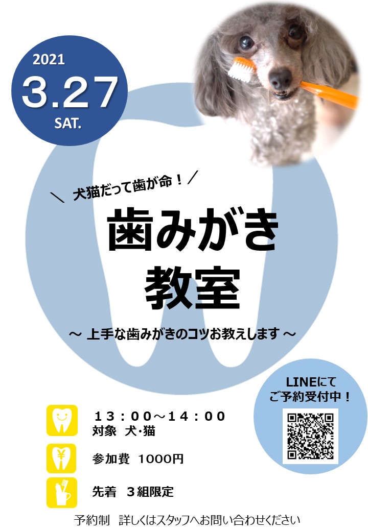 歯みがき教室を開催します 市川市 浦安市の動物病院 All動物病院行徳 皮膚科 眼科
