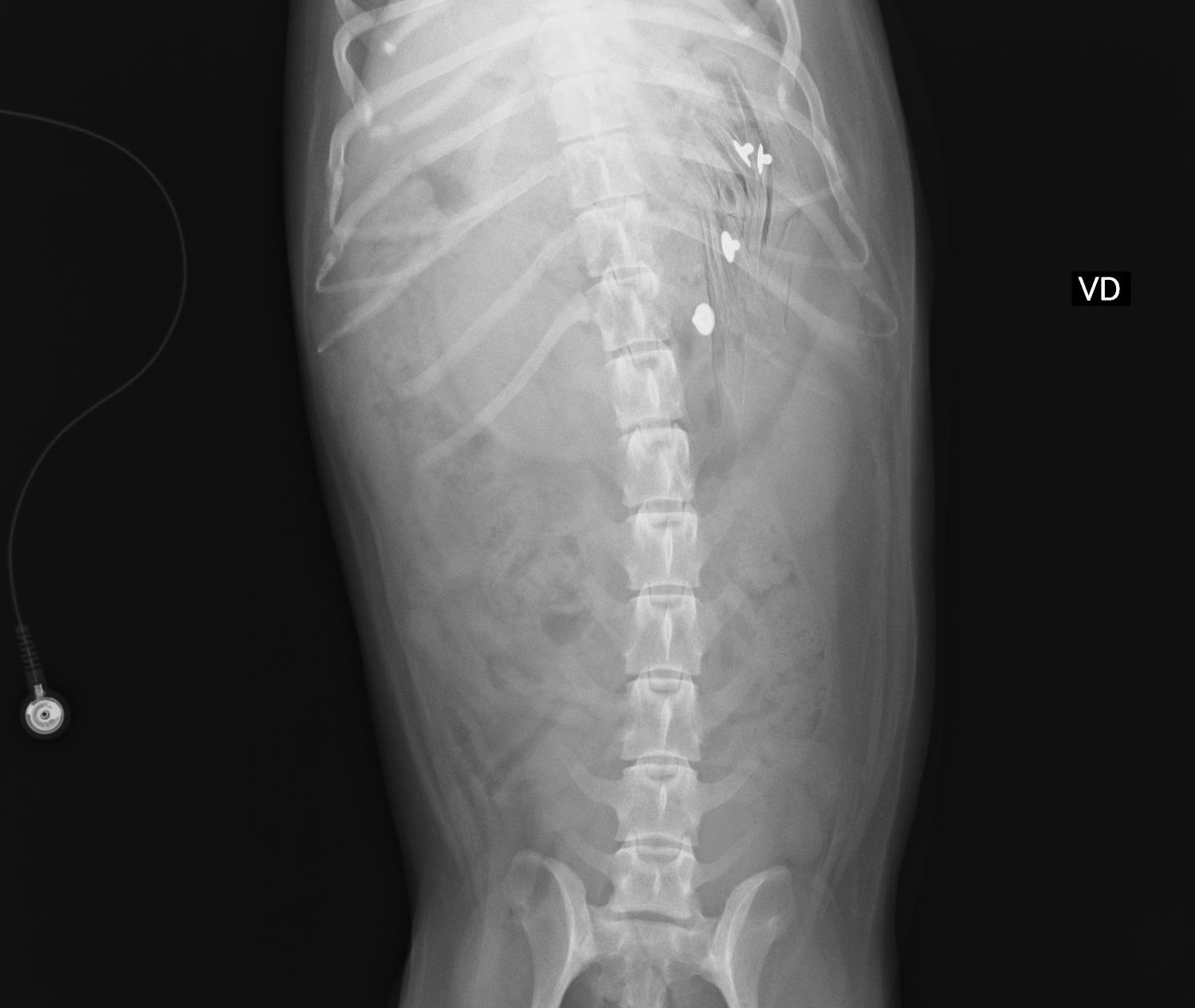 飲み込んでしまうと危険 与えてはいけないものリスト 市川市 浦安市の動物病院 All動物病院行徳 皮膚科 眼科