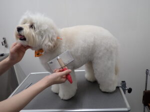 【現役トリマー監修】犬の毛玉はなぜできる？ほぐし方と予防方法を解説