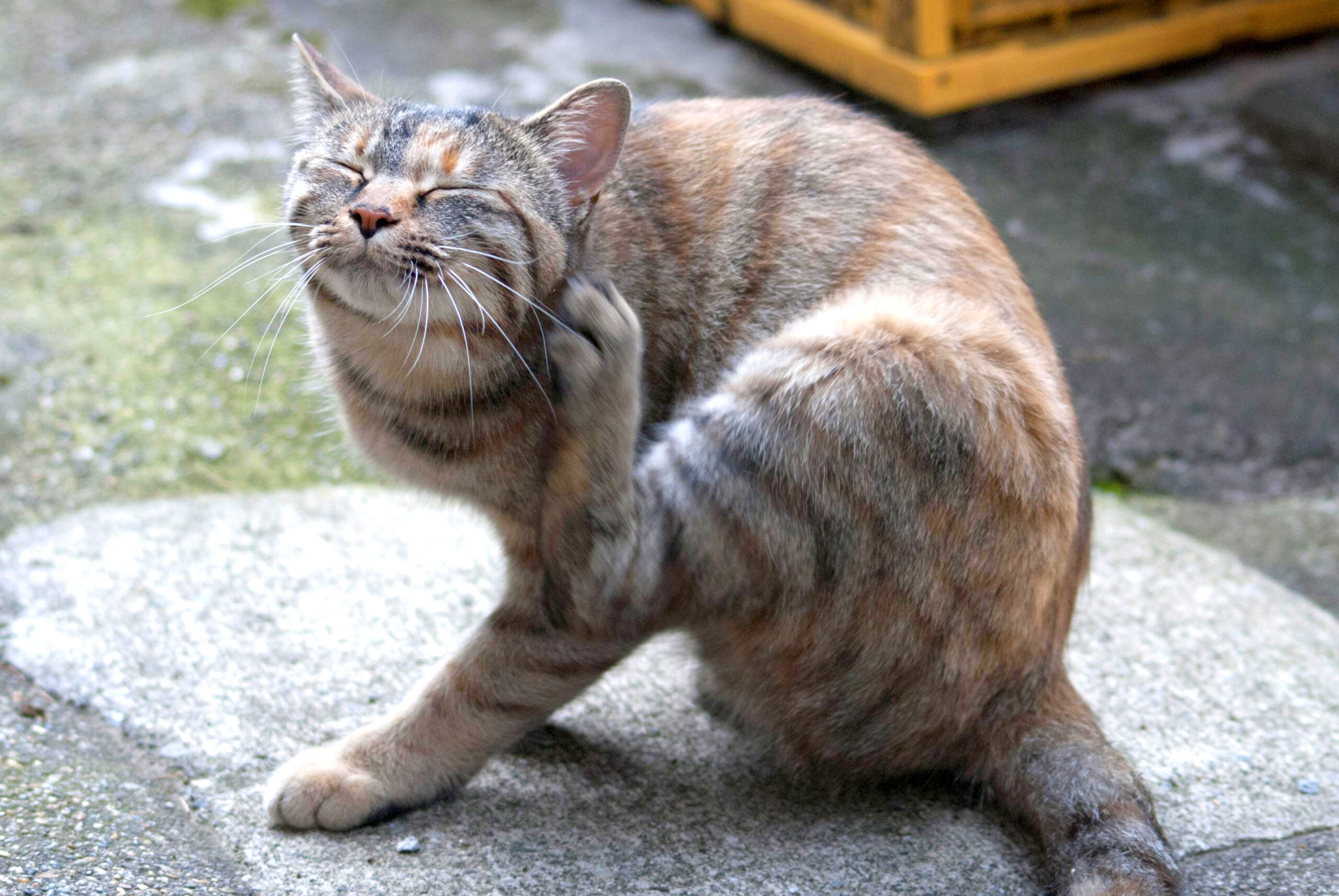 ほんとは怖い ノミ マダニの予防はしていますか 市川市 浦安市の動物病院 All動物病院行徳 皮膚科 眼科