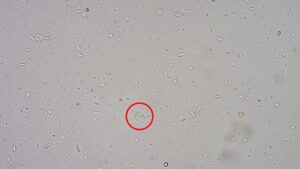 下痢に種類があるって知っていますか 市川市 浦安市の動物病院 All動物病院行徳 皮膚科 眼科