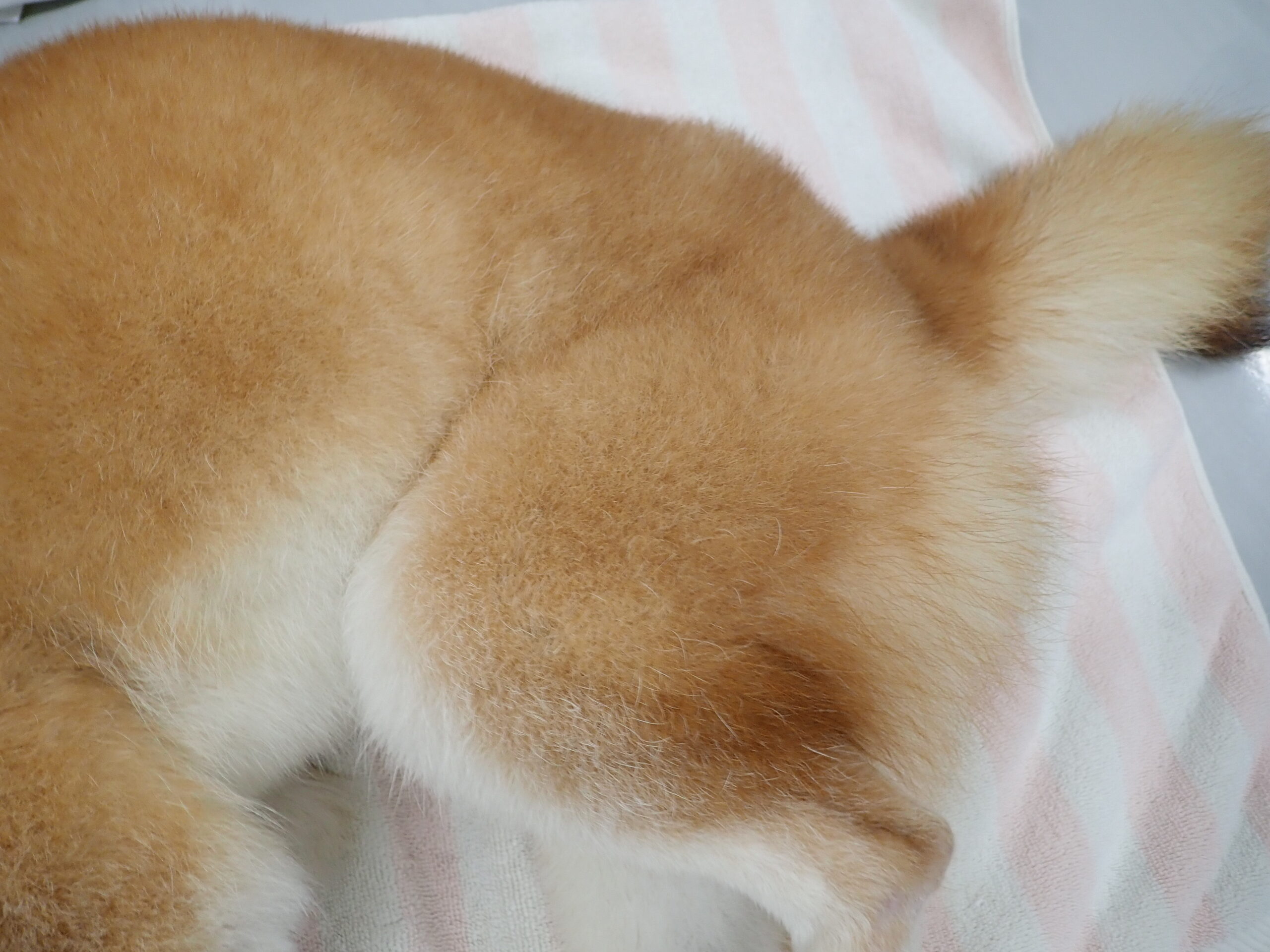 どうして毛玉になるの できてしまったらどうすればいいのかな 市川市 浦安市の動物病院 All動物病院行徳 皮膚科 眼科