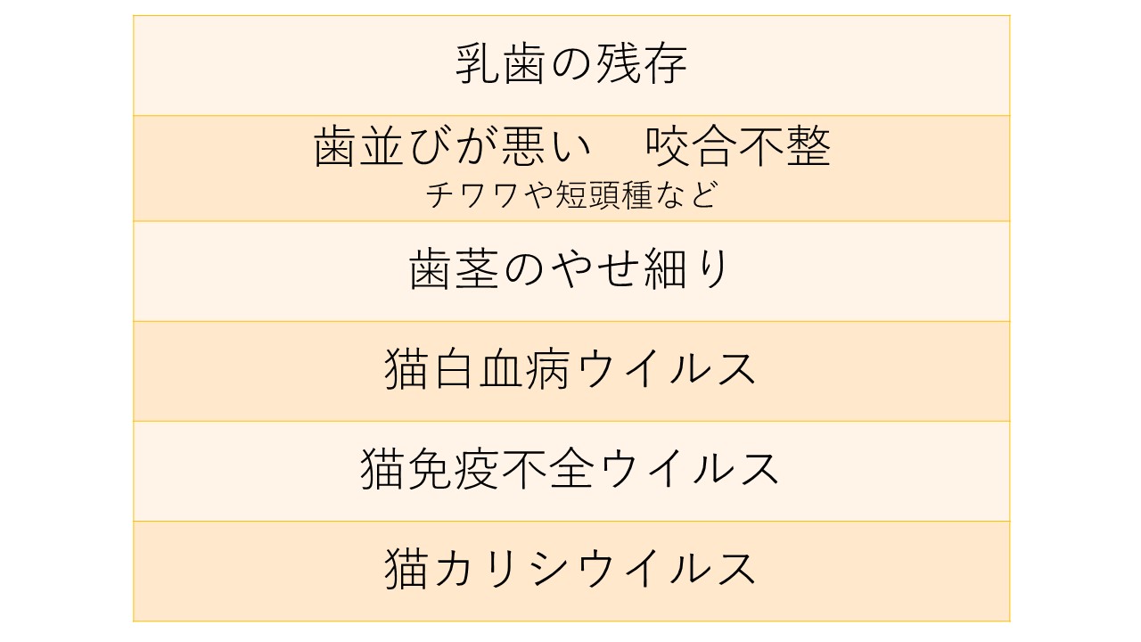 犬猫に多い歯周病!しっかり歯みがきしていますか? 市川市・浦安市