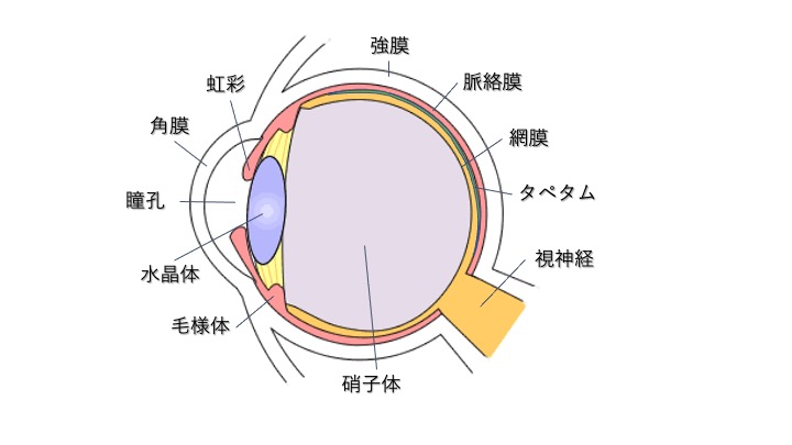 目の構造と機能 動物と人の目って何が違うの 市川市 浦安市の動物病院 All動物病院行徳 皮膚科 眼科