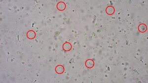 下痢に種類があるって知っていますか 市川市 浦安市の動物病院 All動物病院行徳 皮膚科 眼科