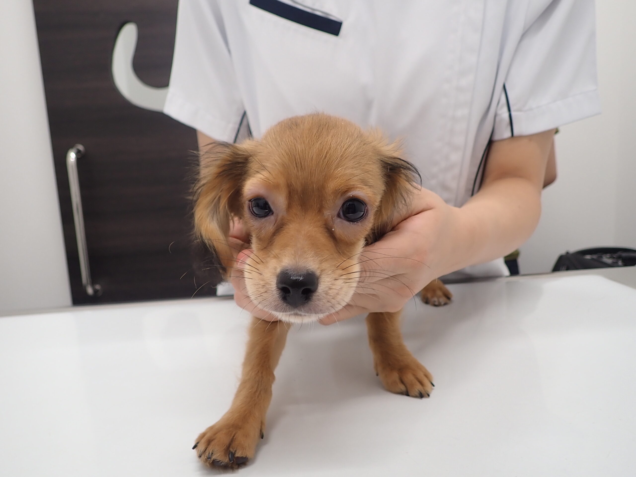 ワクチンの副反応を正しく知ろう 市川市 浦安市の動物病院 All動物病院行徳 皮膚科 眼科