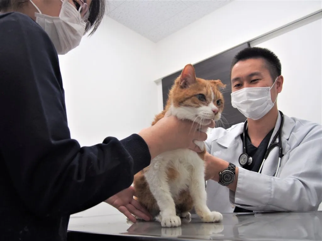 高齢猫に注意！慢性腎臓病について解説します。