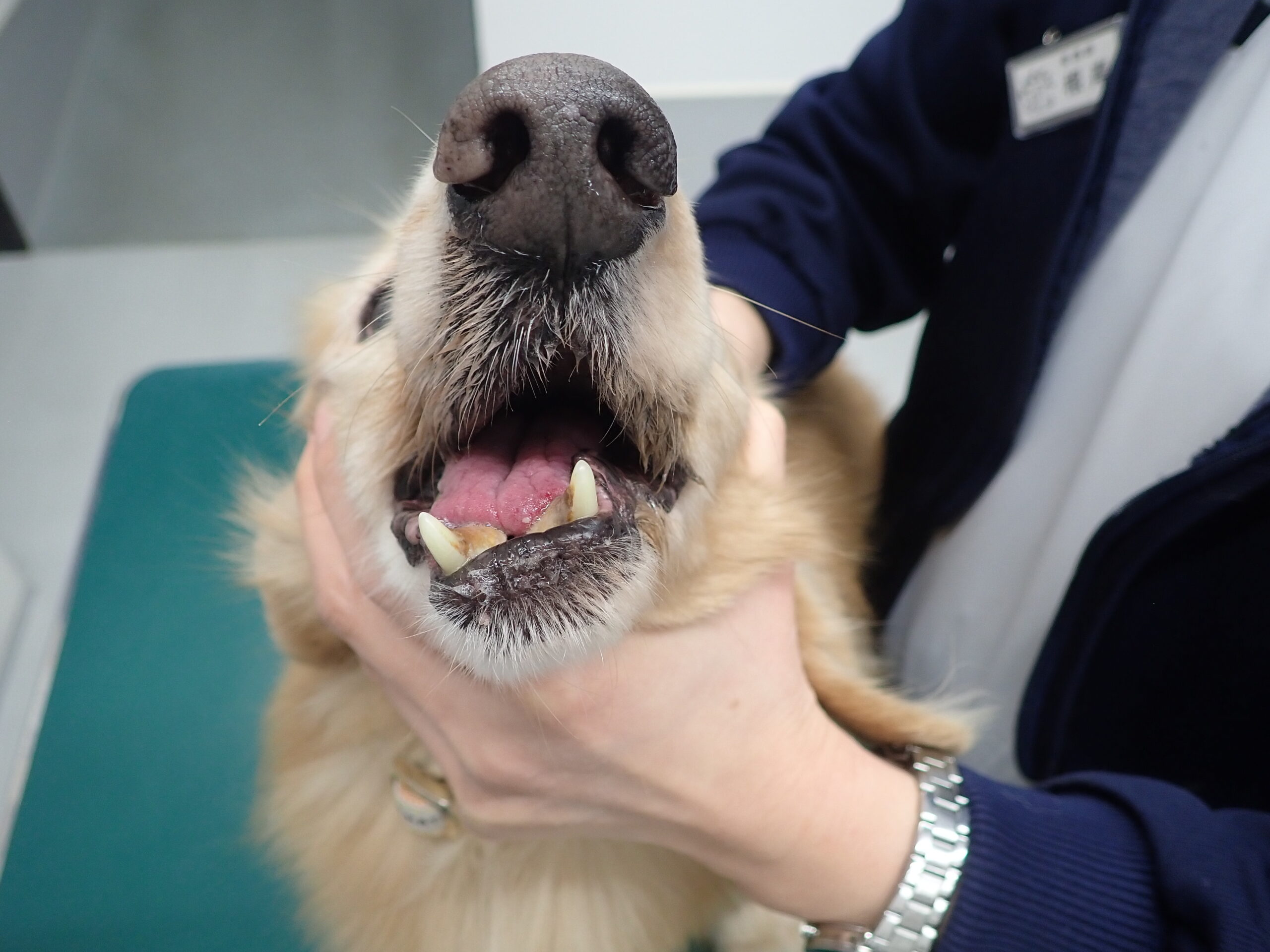 犬猫に多い歯周病 しっかり歯みがきしていますか 市川市 浦安市の動物病院 All動物病院行徳 皮膚科 眼科 犬猫に多い歯周病 しっかり歯みがきしていますか 市川市 浦安市の動物病院 All動物病院行徳 皮膚科 眼科