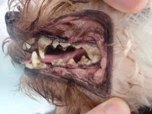 犬猫に多い歯周病！しっかり歯みがきしていますか？