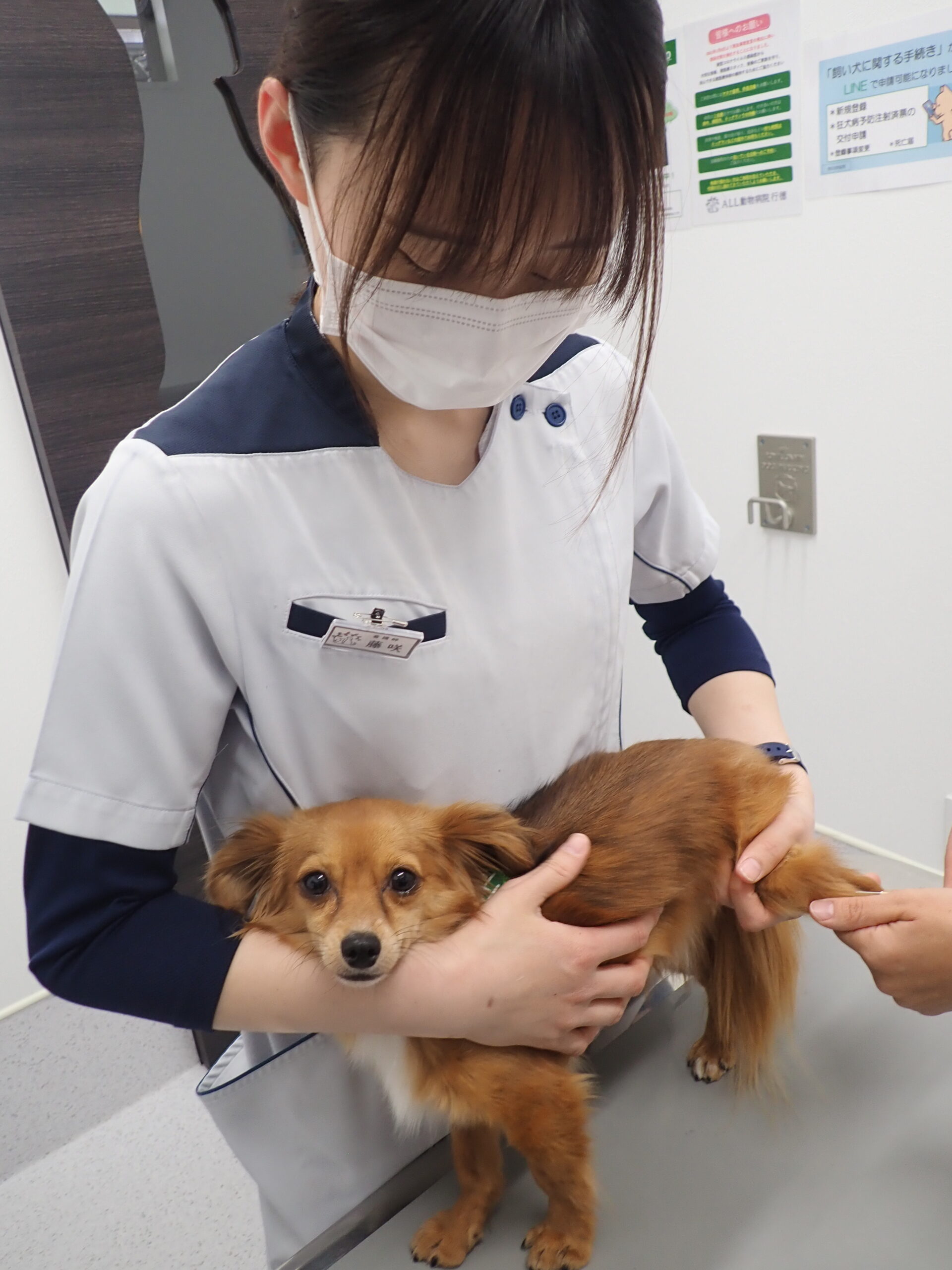 先輩に聞く！動物看護師ってどんな仕事？ | 市川市・浦安市の動物病院 ...