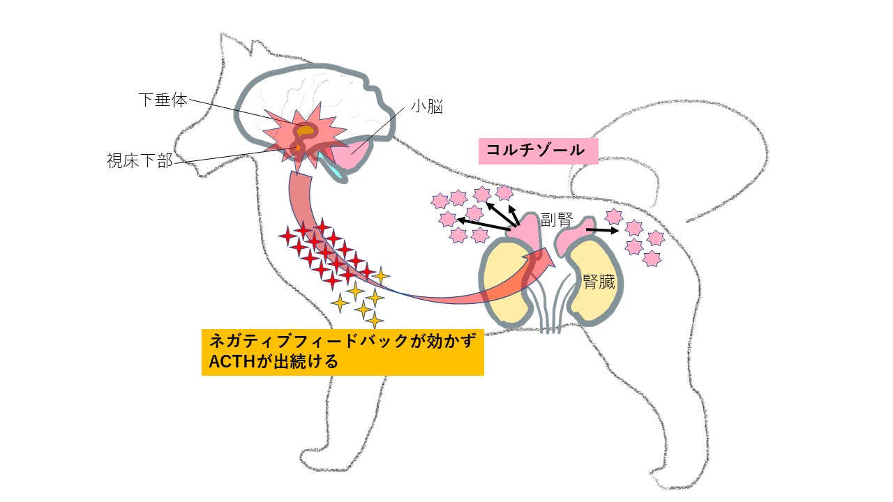 高齢犬に多いホルモンの病気 クッシング症候群をご存知ですか 市川市 浦安市の動物病院 All動物病院行徳 皮膚科 眼科