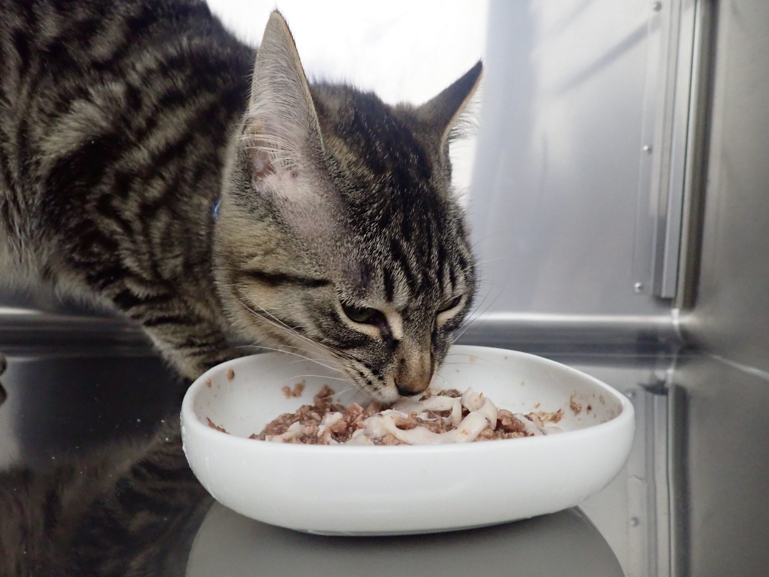 犬猫は吐きやすい ヒトとの違いは 市川市 浦安市の動物病院 All動物病院行徳 皮膚科 眼科 犬猫は吐きやすい ヒトとの違いは 市川市 浦安市の動物病院 All動物病院行徳 皮膚科 眼科