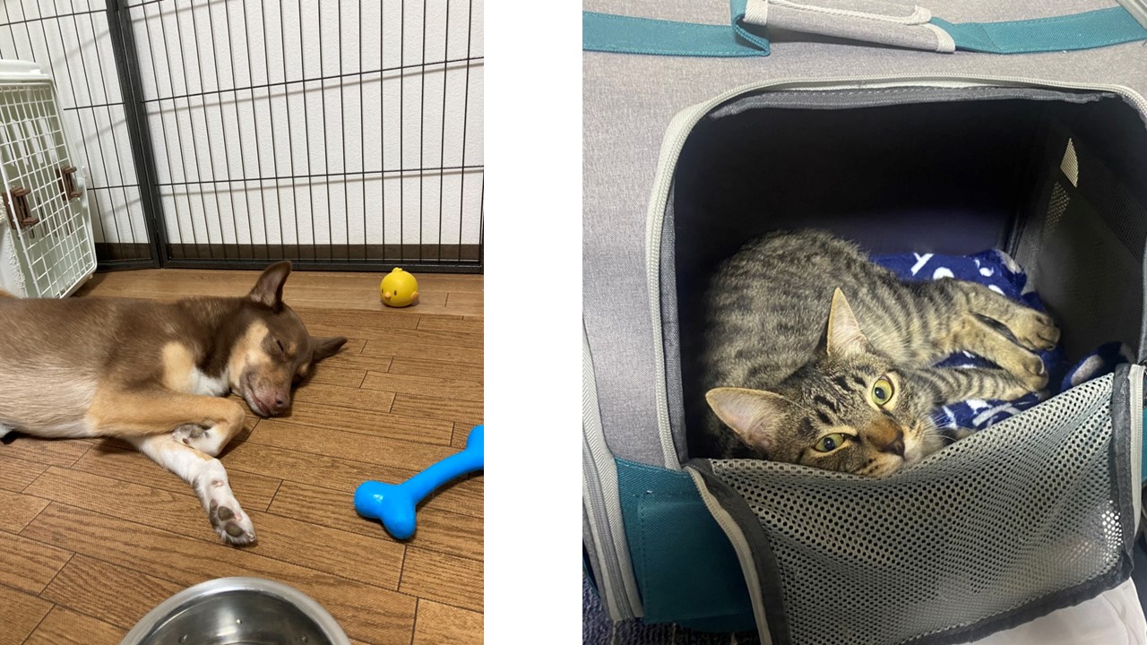 お留守番が心配 楽しく過ごせるお留守番のすすめ 市川市 浦安市の動物病院 All動物病院行徳 皮膚科 眼科 お留守番が心配 楽しく過ごせるお留守番のすすめ 市川市 浦安市の動物病院 All動物病院行徳 皮膚科 眼科