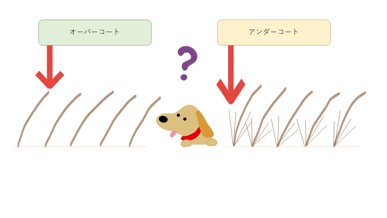 永遠のお悩み 抜け毛対策 どうしていますか 市川市 浦安市の動物病院 All動物病院行徳 皮膚科 眼科
