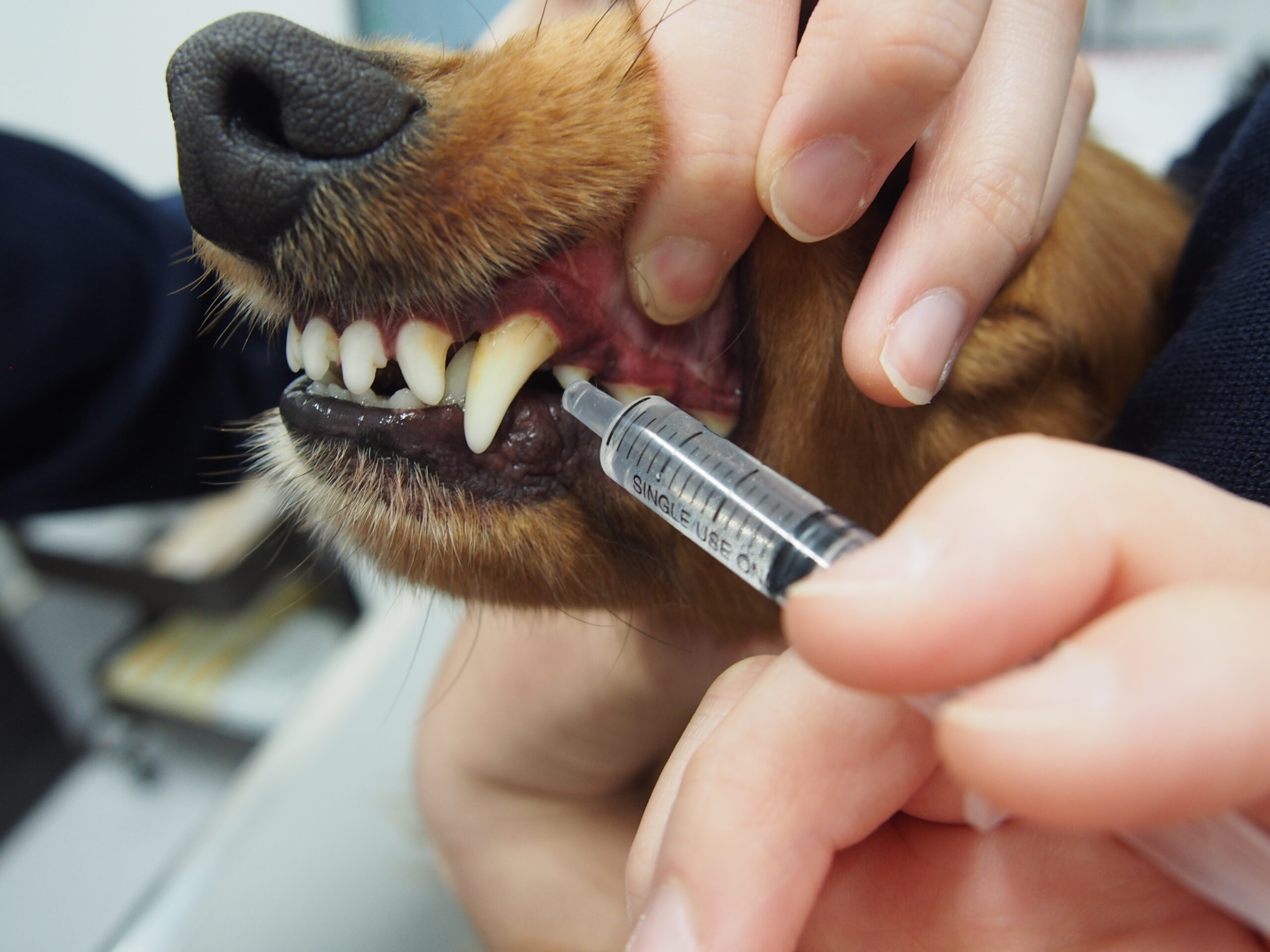 どうやって薬をあげたらいいのかな 動物病院スタッフが解説するお薬の飲ませ方講座 市川市 浦安市の動物病院 All動物病院行徳 皮膚科 眼科 どうやって薬をあげたらいいのかな 動物病院スタッフが解説するお薬の飲ませ方講座 市川市 浦安市の動物病院 All動物病院行徳 皮膚科 眼科