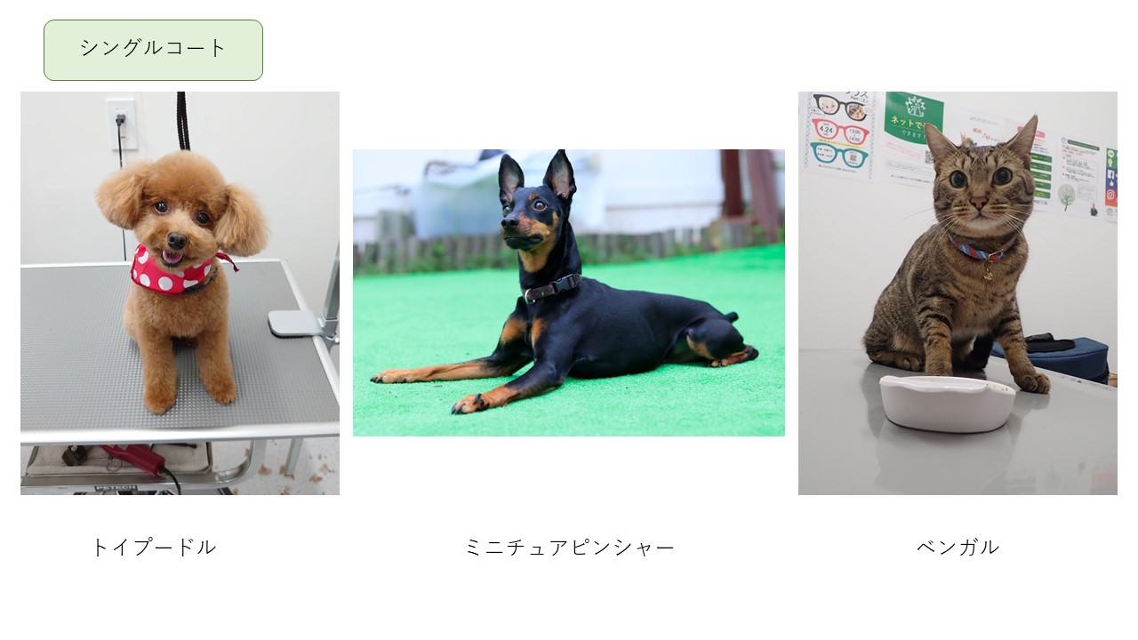永遠のお悩み 抜け毛対策 どうしていますか 市川市 浦安市の動物病院 All動物病院行徳 皮膚科 眼科