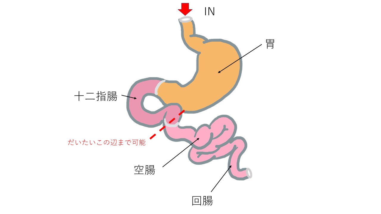 犬猫の胃カメラ!内視鏡検査でわかること。 市川市・浦安市の動物