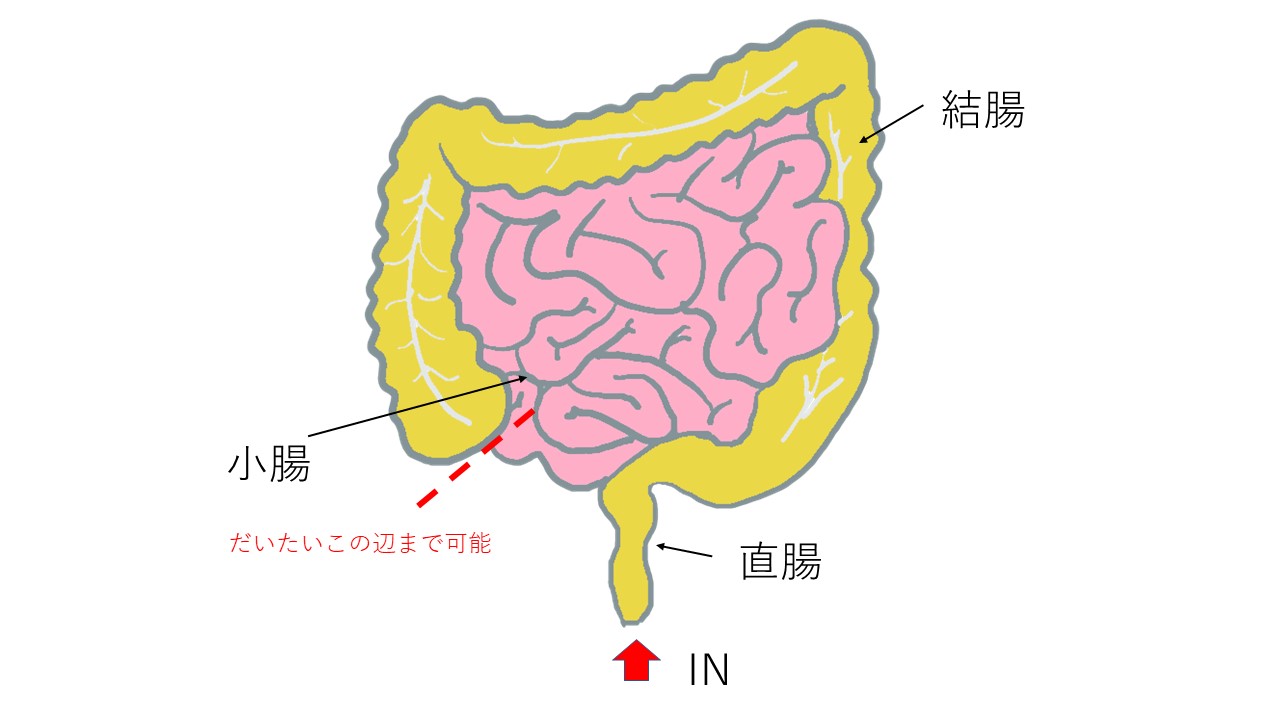犬猫の胃カメラ！内視鏡検査でわかること。  市川市・浦安市の動物 