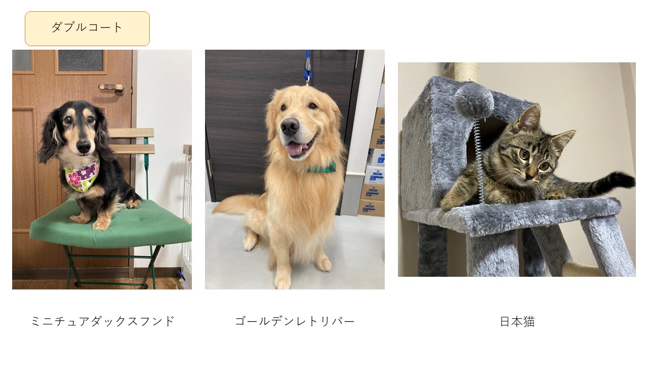永遠のお悩み 抜け毛対策 どうしていますか 市川市 浦安市の動物病院 All動物病院行徳 皮膚科 眼科