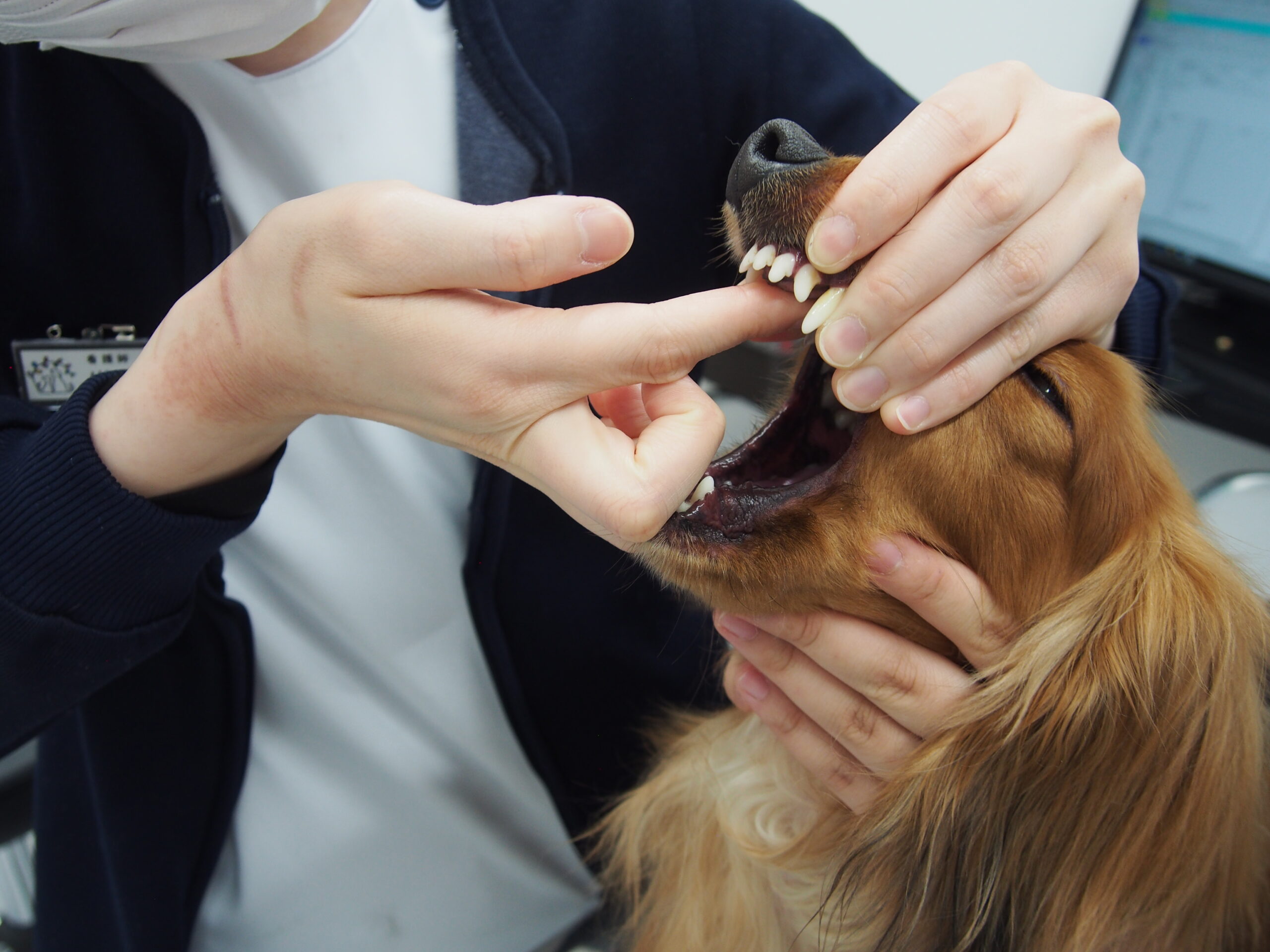 どうやって薬をあげたらいいのかな？動物病院スタッフが解説するお薬の飲ませ方講座！ | 市川市・浦安市の動物病院『ALL動物病院行徳』皮膚科/眼科