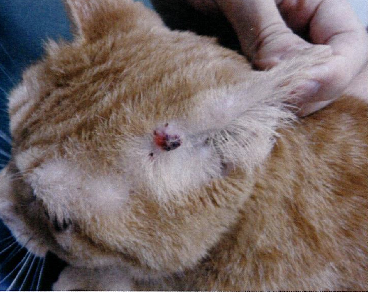 その皮膚のしこり 肥満細胞腫かも 市川市 浦安市の動物病院 All動物病院行徳 皮膚科 眼科