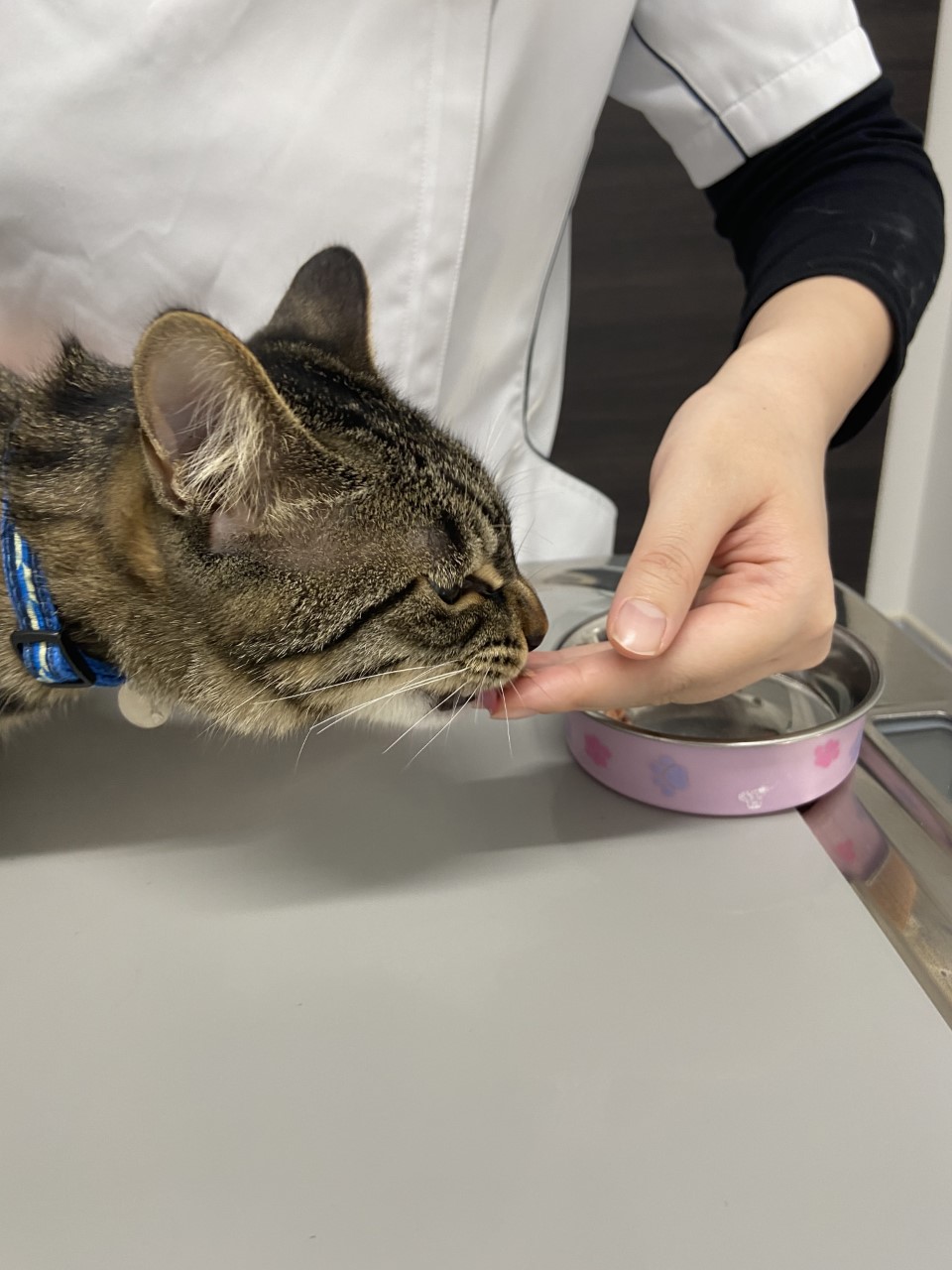 どうやって薬をあげたらいいのかな 動物病院スタッフが解説するお薬の飲ませ方講座 市川市 浦安市の動物病院 All動物病院行徳 皮膚科 眼科