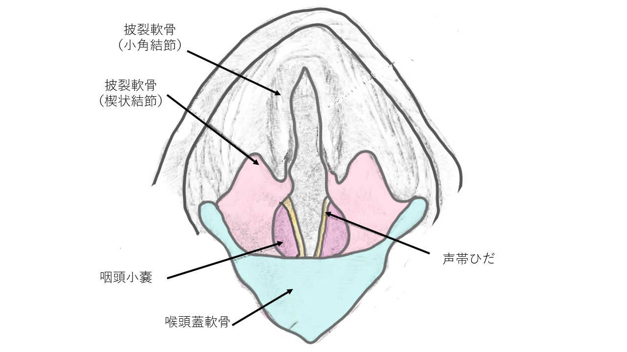 犬 声帯