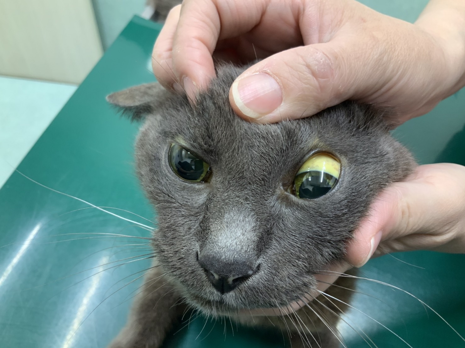 怖い猫のウイルス感染症 猫の飼い主なら知っておくべき疾患 猫伝染性腹膜炎 Fip をご存じですか 市川市 浦安市の動物病院 All動物病院行徳 皮膚科 眼科
