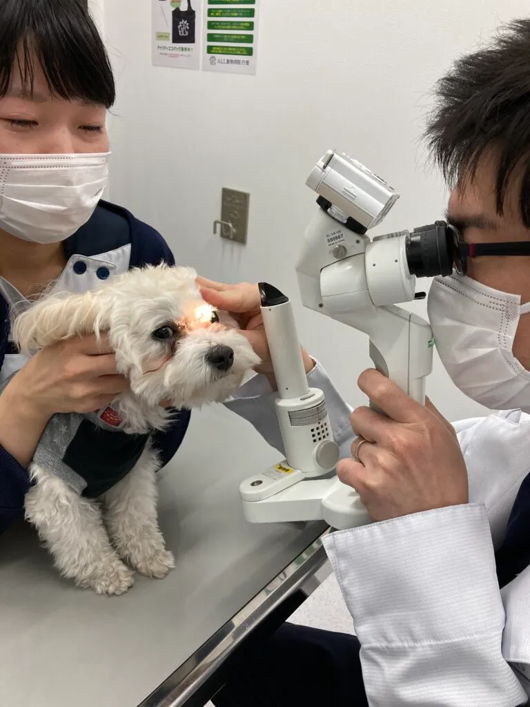 うちの子、目が白くなってきた！？犬や猫でも白内障になるの？