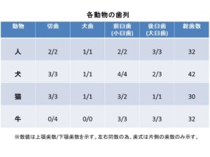 人とは違うの 犬や猫 動物それぞれの歯の違い 市川市 浦安市の動物病院 All動物病院行徳 皮膚科 眼科 人とは違うの 犬や猫 動物それぞれの歯の違い 市川市 浦安市の動物病院 All動物病院行徳 皮膚科 眼科